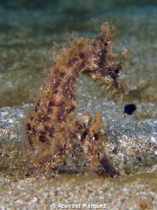 A seahorse sitting, Crash Boat, PR. by Abimael Márquez 